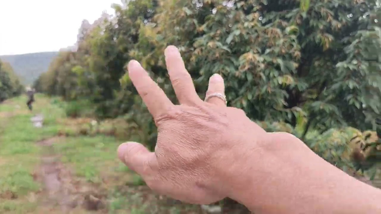 Cần bán 3 hét 6 sầu riêng đất phước tân phú riềng bình phước nhà cửa điện nước ib 0376661761 