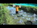 MUD POND HARVEST│Harvesting thousands of fish! Why do fish grow so fast in a mud pond?(NATURAL POND)