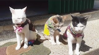 Funny Cats, kucing kucing TerLucu