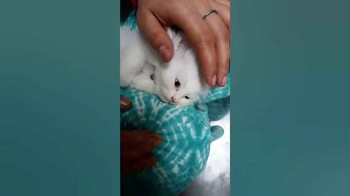 Watch the video about 🤣🤣🤣🤣👍#facts #funny #cat #catlover #pets #catvideos