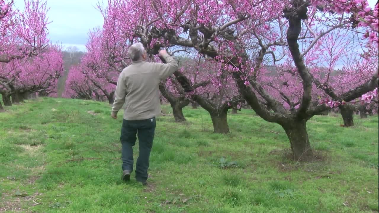 Spring At Rendleman Orchard Rendleman Orchards expects good peach season - YouTube
