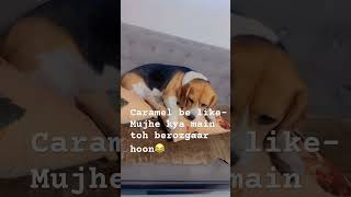 Couch consultant #wfh #online #dogshorts #youtubeshorts #dogmemes #desihumor #funnyvideo #viralvideo