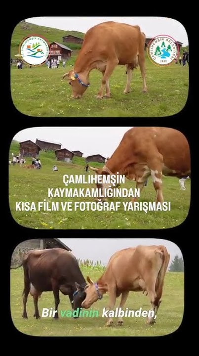 Çamlıhemşin
