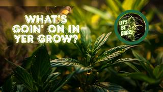 EP: 232  Whatcha Growin
