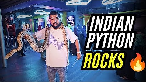 Python Indian Rock 🐍| A Match Made In Heaven 😲 #python #pythonvlog #wildlife