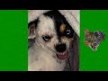 😂 Funny animals 😻 compilation #2 - Best Of The 2020 Funny Animal Videos 😹 - Cutest Animals Ever
