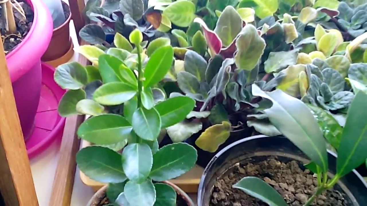 Лавровишня - первая контрольная точка пройдена