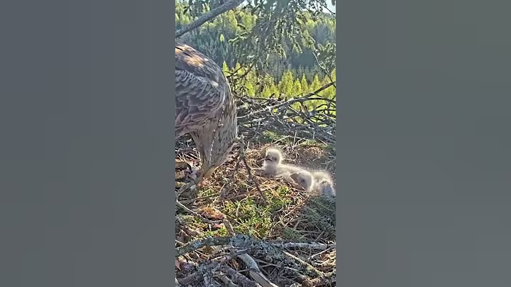 #599E | Review mom dad birds brings food to feed their babies in the nest | Birds Nest Family #birds