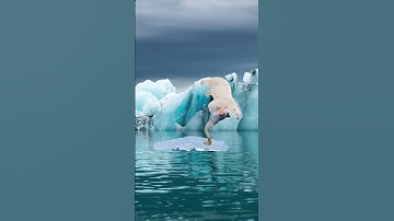 How to survive a polar bear attack