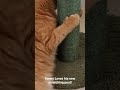 Kenny loves his new scratching post.