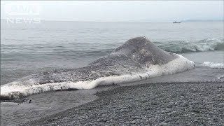 体長約15mのクジラの死骸　神奈川・小田原の海岸に(2021年9月13日)