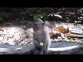 Monkey forest in ubud bali indonesia