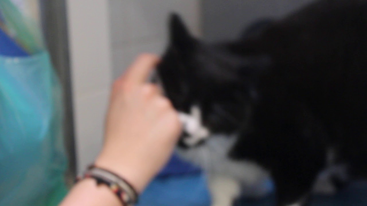 Cats Protection, Birmingham Adoption Centre YouTube