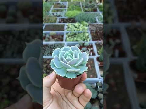 Видео: Echeveria ‘Lola’ Уход за растениями – Как вырастить суккулентное растение Лола