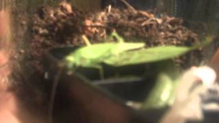 Possibly Moulting Great Green Bush Katydid