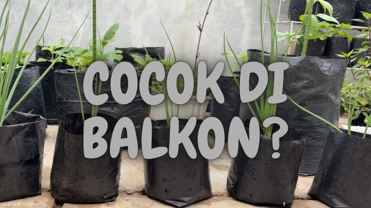 Lahan Sempit Bukan Masalah! Ini Tanaman Balkon yang Gampang Dirawat | Dunia Hijau Hana