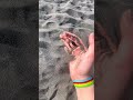 Schwarzer Sand #glitzernd#schön#Meer#Black Sand #cruise