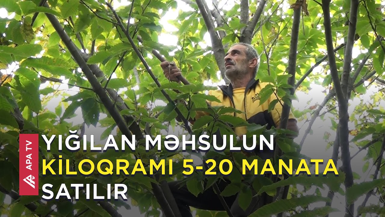 Qəbələdəki bu ağacın tam məhsul verməsi üçün 200 il lazımdır - APA TV