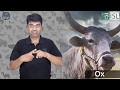 Animals and Insects (Indian Sign Language)