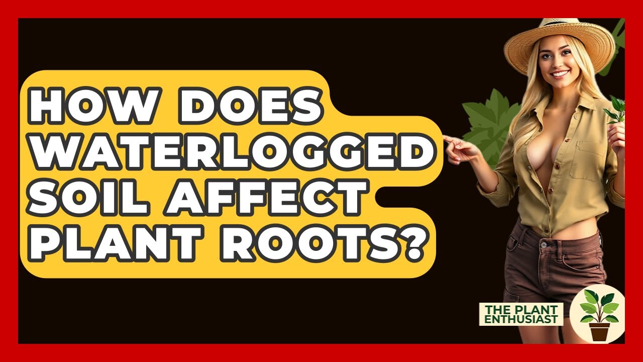 How Does Waterlogged Soil Affect Plant Roots? - The Plant Enthusiast