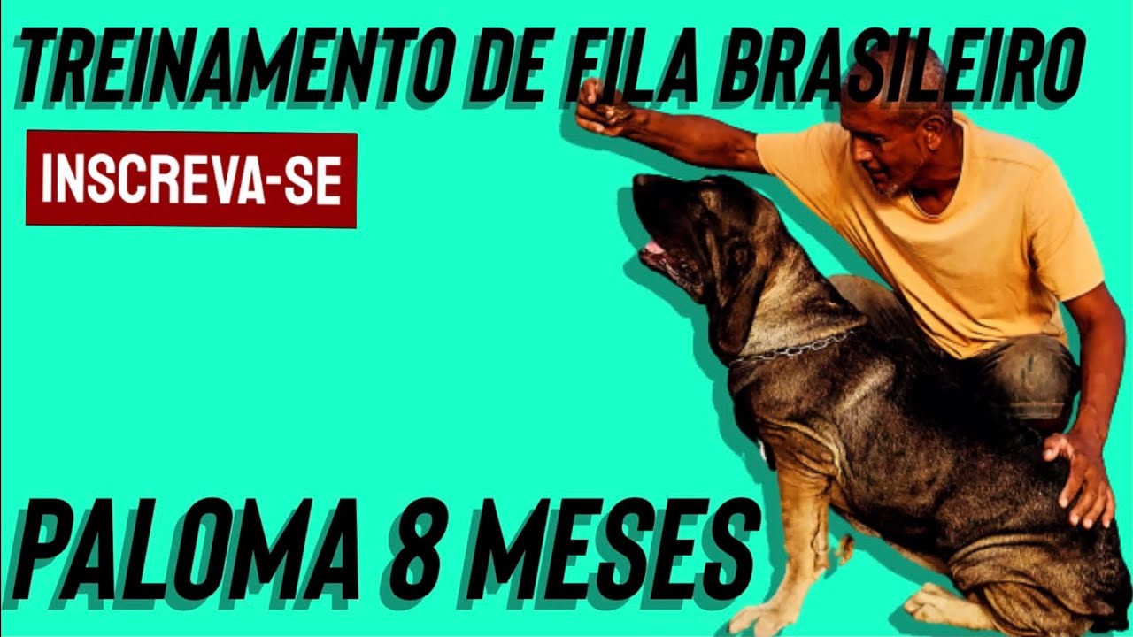 CONHEÇA NOSSOS CÃES FILA BRASILEIRO - TUFÃO 