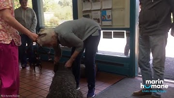 Santa Rosa family tearfully reunited with dog lost in fires