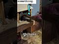 鶏小屋に潜んでいたものの正体