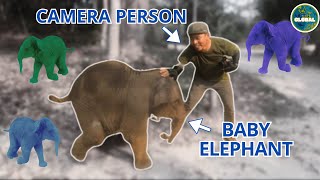 Baby Elephant&#39;s Jealousy Takes a Wild Turn! Camera Man Attacked! | Trans 7 Global (29/12/23)