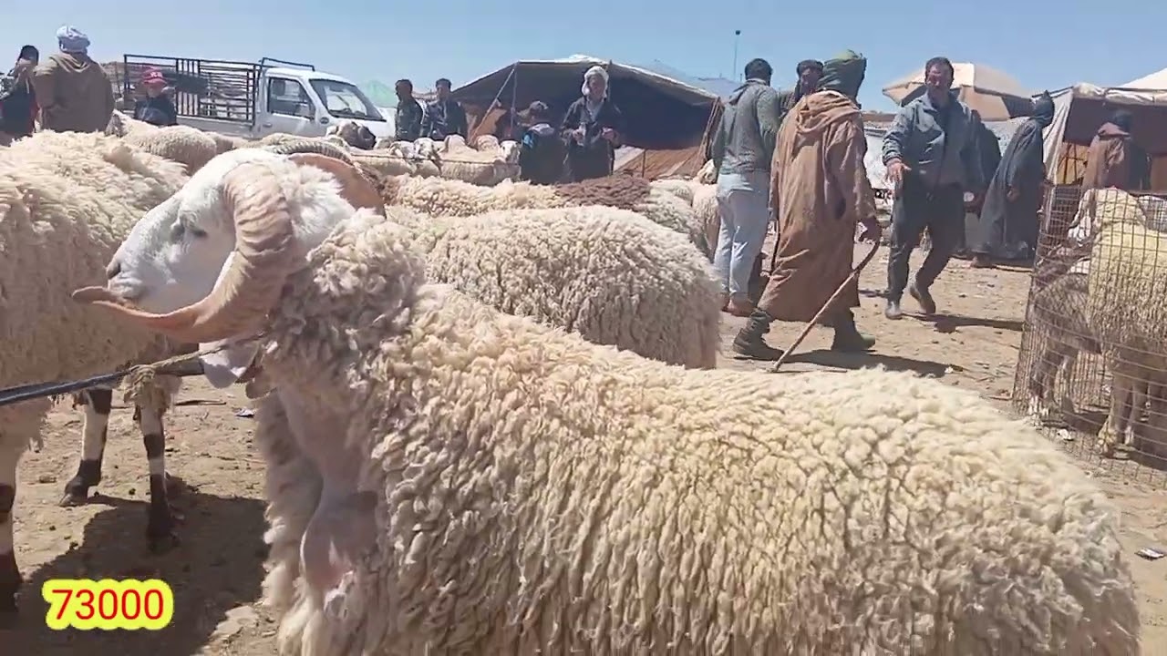 Today's Eid Sheep Prices at Djelfa Province Market, Monday, May 26, 2025, with Continued Decline