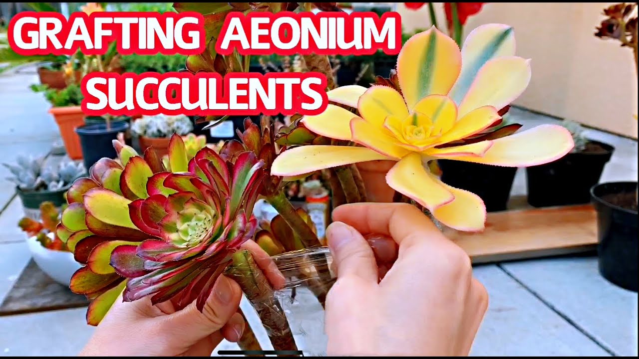 #176 GRAFTING AEONIUM SUCCULENTS | Ghép sen đá Aeonium nhiều màu với