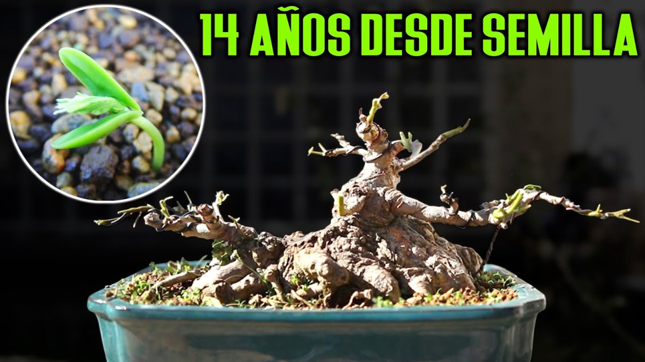 14 лет из семян акации бонсай