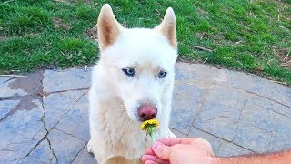 Look Dandelion