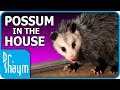 Possum in the House (Advertiser-Friendly Version)