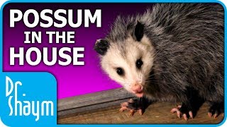 Possum in the House (Advertiser-Friendly Version)