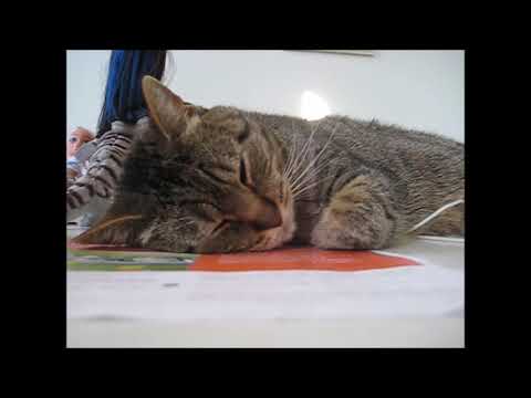 cat แปลว่า Sleeping cutie