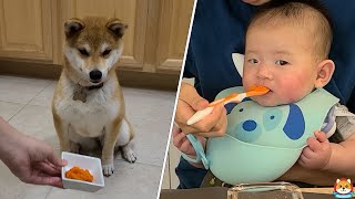 Baby &amp; Dog Try Solid Food for the First Time
