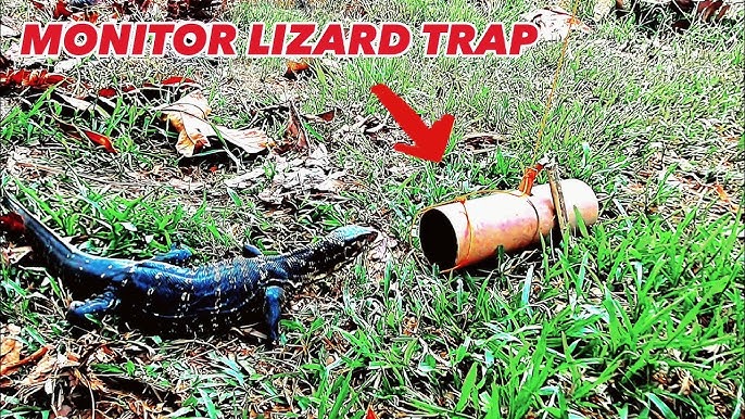 How To Catch A Monitor Lizard  Coyote Peterson: Brave The Wild 