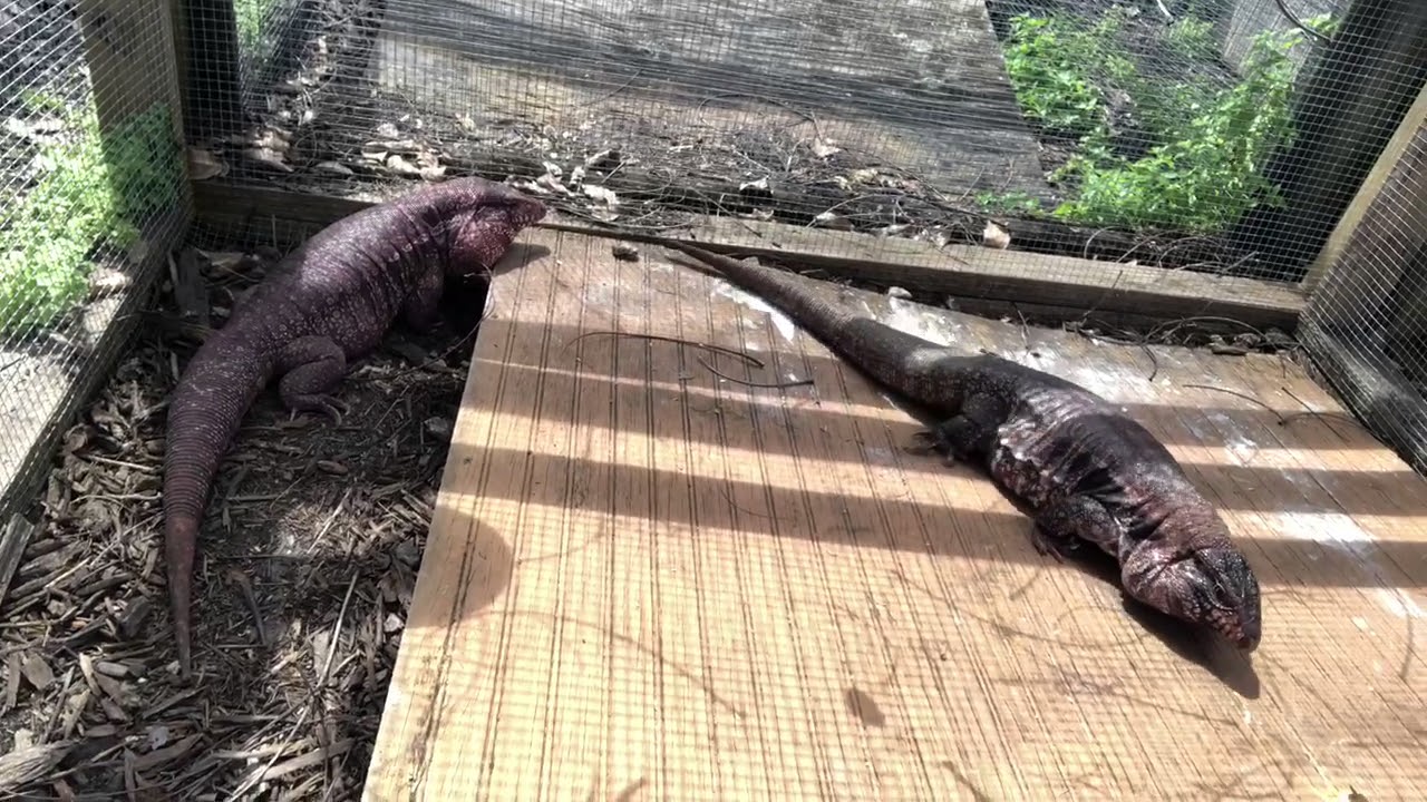 tarantula spider Tegu Brothers (Red & Blue Line)