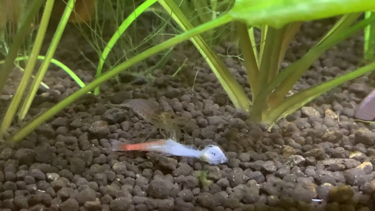 Amano shrimp eating dead neon tetra YouTube
