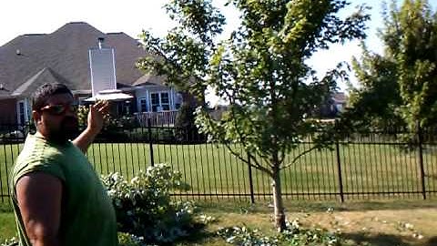 proper pruning of a young maple tree