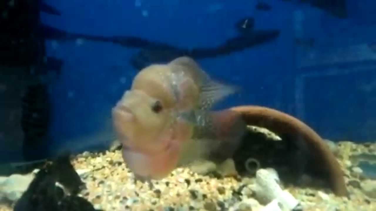 bonsai flowerhorn YouTube