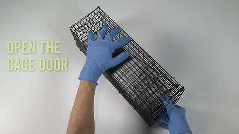 How to use the Deadfast Catch & Release Rat Cage Trap
