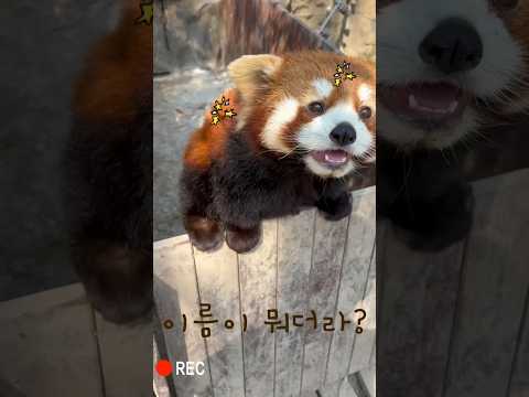 진심 사과받는 중 #쇼츠 #동물 #shortvideo #래서판다 #귀여운영상