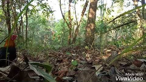 cuab qaib qus 2018# noo6