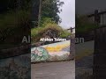 Alishan Taiwan