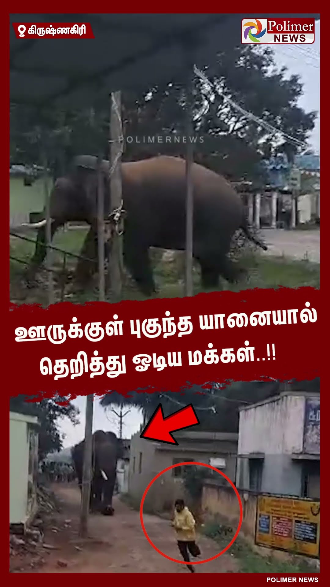 ஊருக்குள் புகுந்த யானையால் தெறித்து ஓடிய மக்கள்..!!  #shorts | #elephant