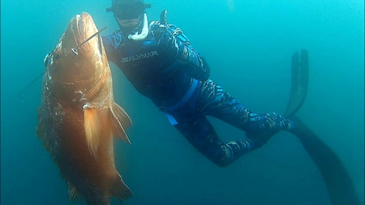 Doblando Pargo Dienton SALVIMAR TEAM YouTube Doblando Pargo Dienton SALVIMAR TEAM YouTube