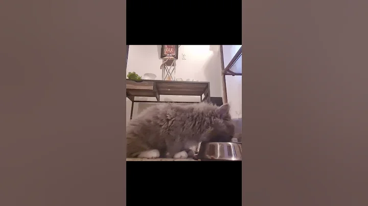 Video 9538221: kitten kitty cute, cutie kitty, cute cat eating, cat persia