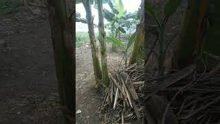 bantuin bapak bersih bersih kebun pisang sawah pedesaan fishing