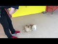 【犬の幼稚園】ふわりちゃんのトレーニング